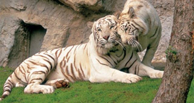 Con oltre 120 specie di animali, tra cui le tigri e i leoni bianchi